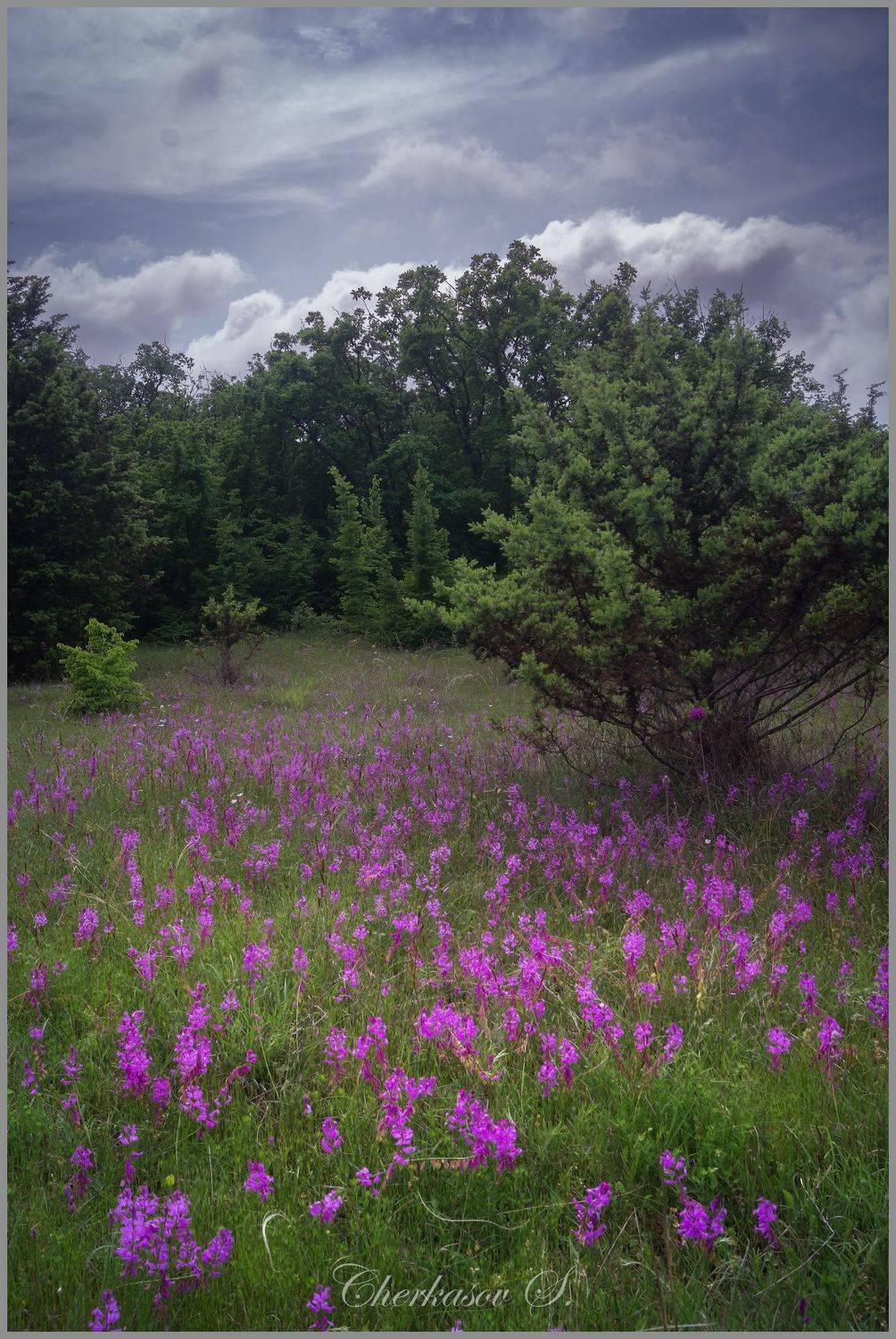 крым, весна, цветы,, Черкасов Сергей