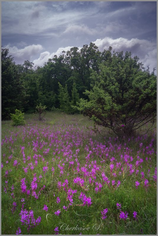 крым, весна, цветы, photo preview