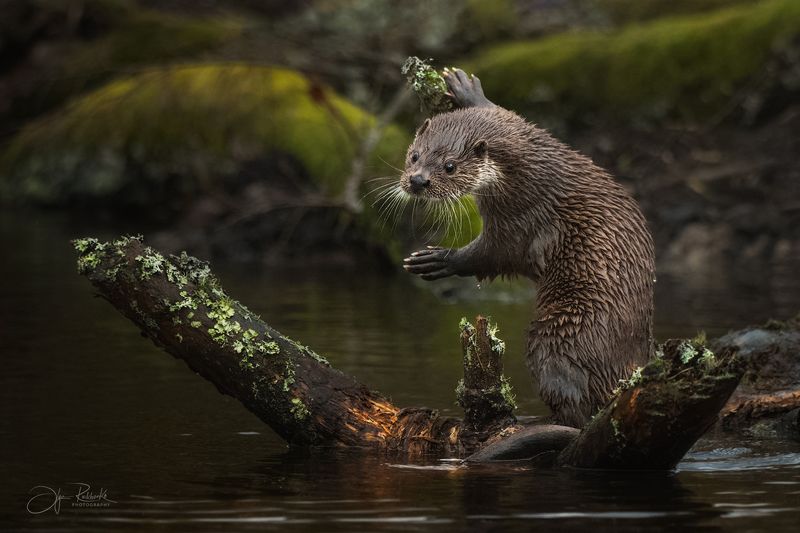 выдра, речная выдра, красный бор, беларусь, животные. А рыба то где!?photo preview