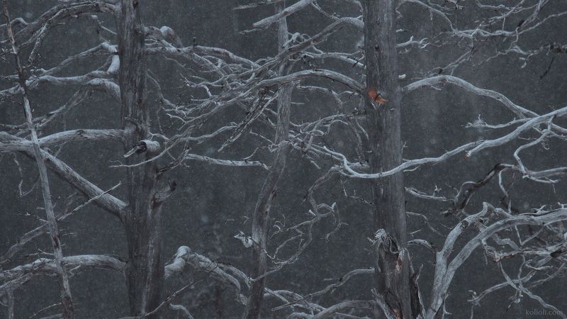 деревья, ветви, узоры, лес, зима Деревья из прошлой зимыphoto preview