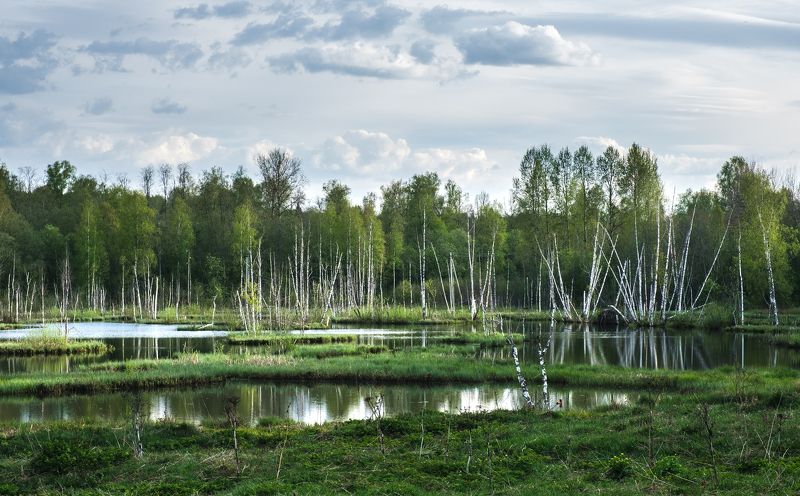 Болото в подмосковьеphoto preview