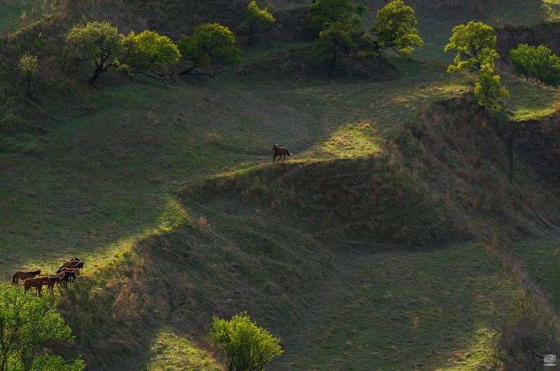 Дагестан Лидер табуна фото превью