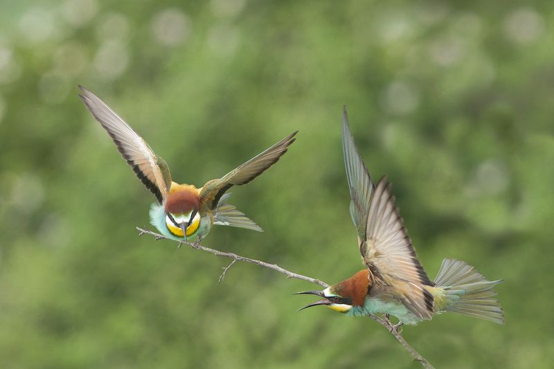 Щуркиphoto preview