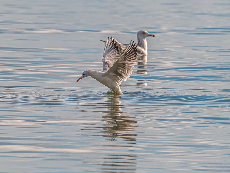 крым, казантипский заповедник, птицы, морской голубок Морской голубокphoto preview