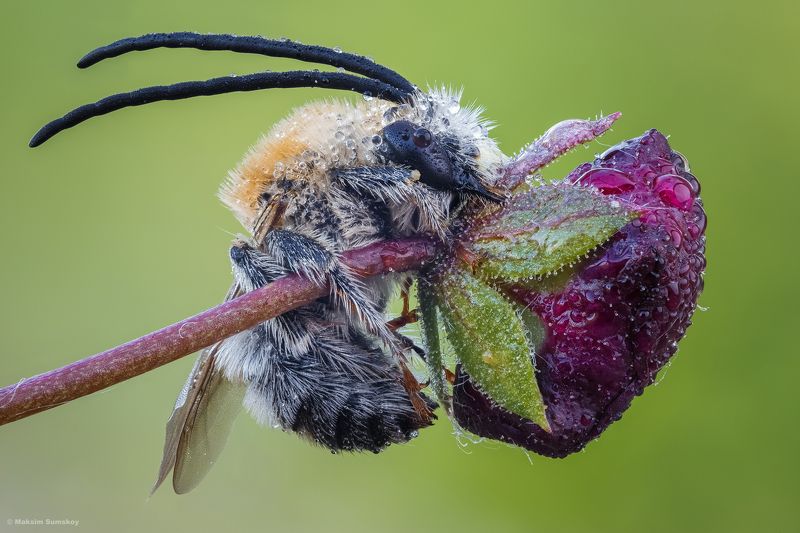 Соняphoto preview