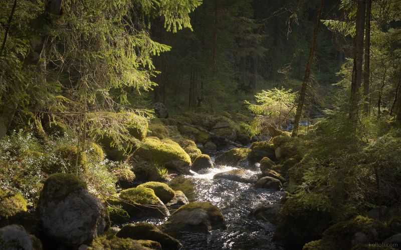 карельский перешеек, в лесах под выборгом, каменногорск, зелёный лес, ручей, волшебство, дремучий лес Каменный ручейphoto preview