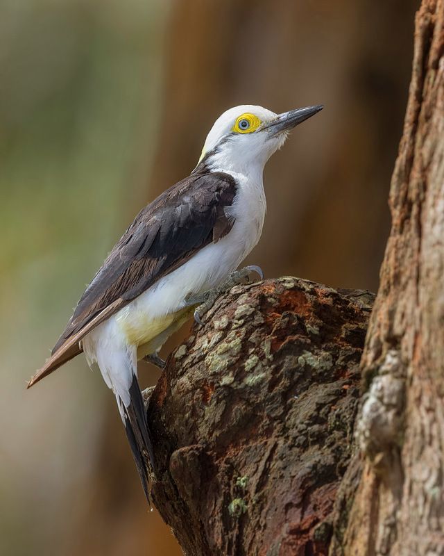 птицы, уругвай ***photo preview