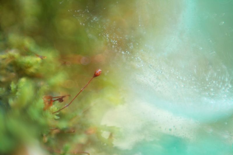 macro, abstrato, natureza, cores,  photo preview