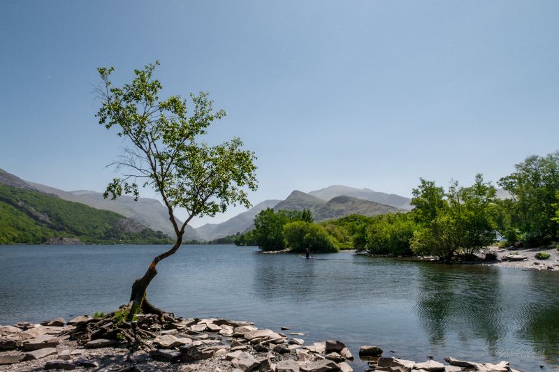 #lonetree #tree #wales #nature #uk Lone Treephoto preview