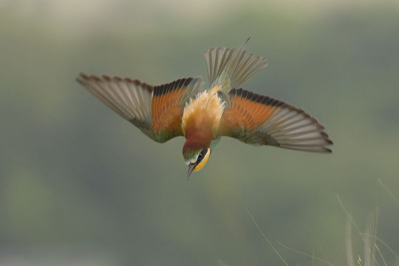 Щуркаphoto preview