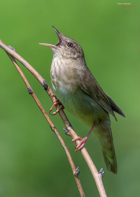 Сверчок речнойphoto preview