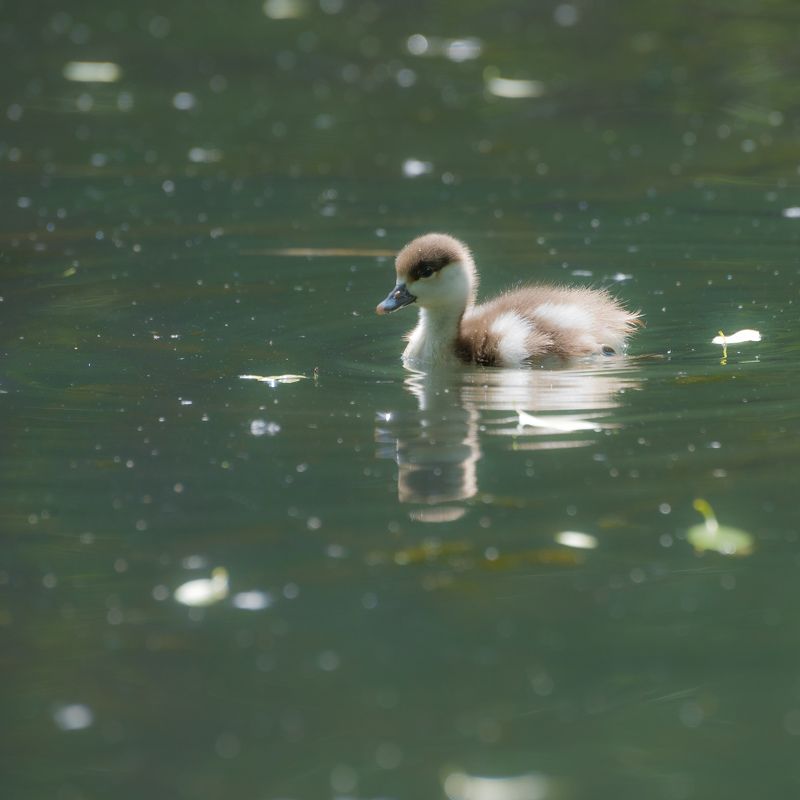 Птенец о́гаряphoto preview