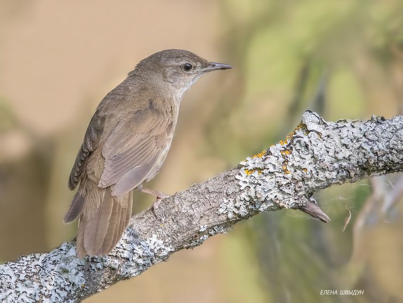 bird of prey, animal, birds, bird, animal wildlife, nature, animals in the wild, savi\\\'s warbler, соловьиный сверчок, сверчок Savi\'s warblerphoto preview