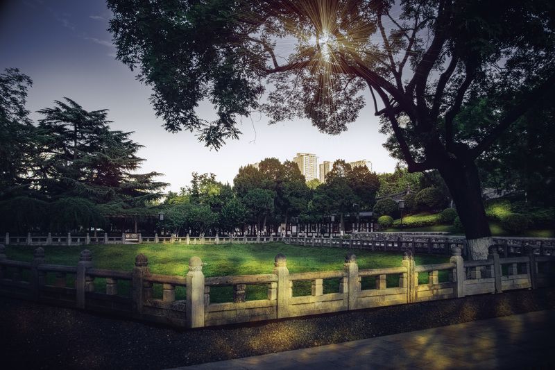 古迹树影 古迹树影photo preview