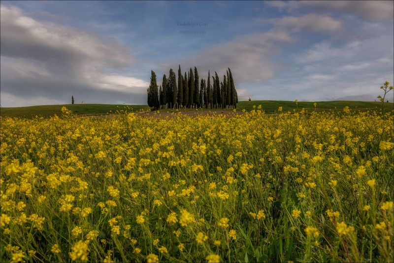 italy,san quirico d\\\'orcia,italia,тоскана,pienza,кипарисы,toscana,весна,tuscany,cipressi,belvedere,пьенца, Бушующая веснаphoto preview