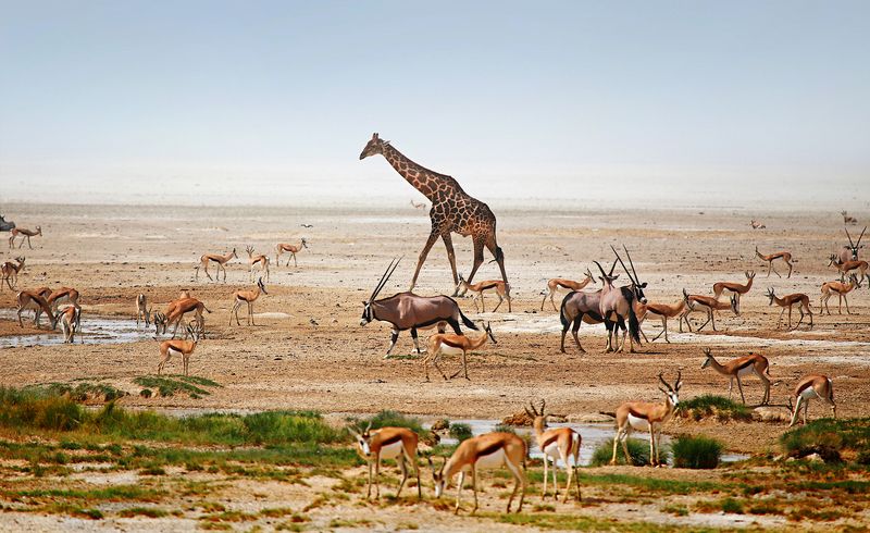 На водопойphoto preview