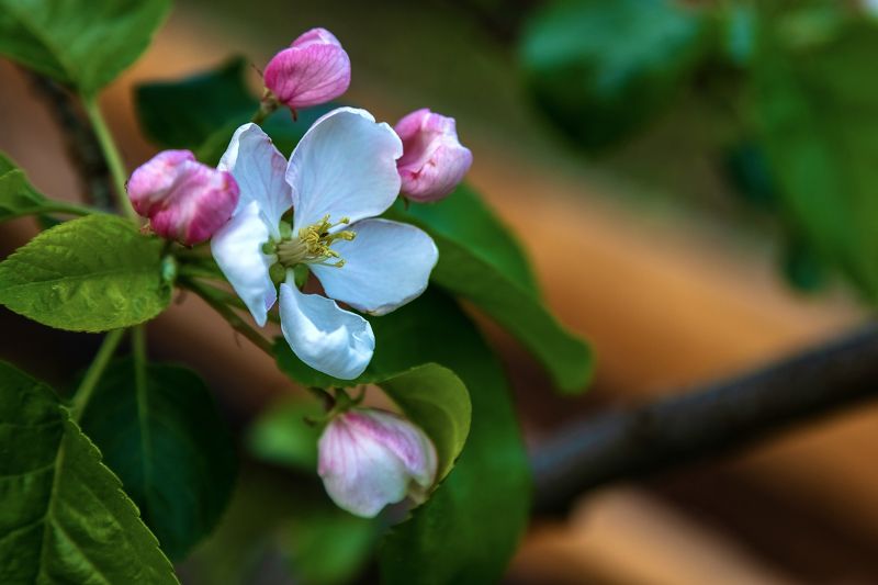 цветы, сад, весна, макро, природа, яблоня Веснаphoto preview