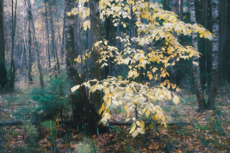 лес, осень, деревья, пейзаж, forest, woodland, trees, landscape, autumn В осеннем лесу фото превью