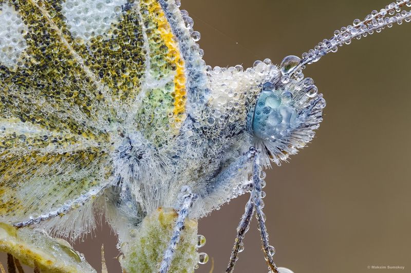 Портретикphoto preview