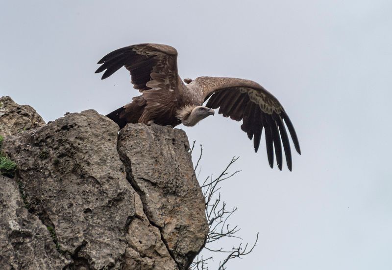 кисловодск, белоголовый сип, аликоновское ущелье Белоголовые сипыphoto preview