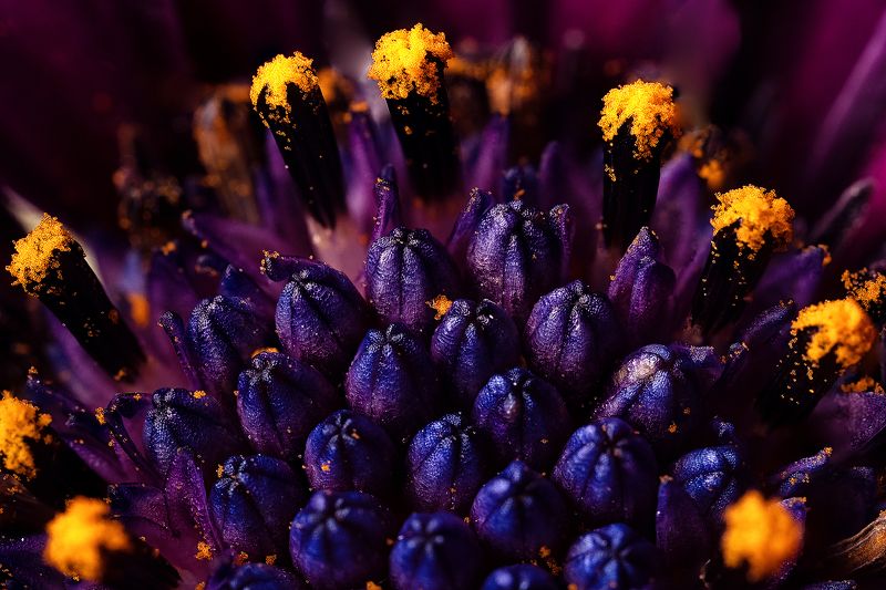 #цветы #макро #природа #фауна #пестики #тычинки Чужиеphoto preview