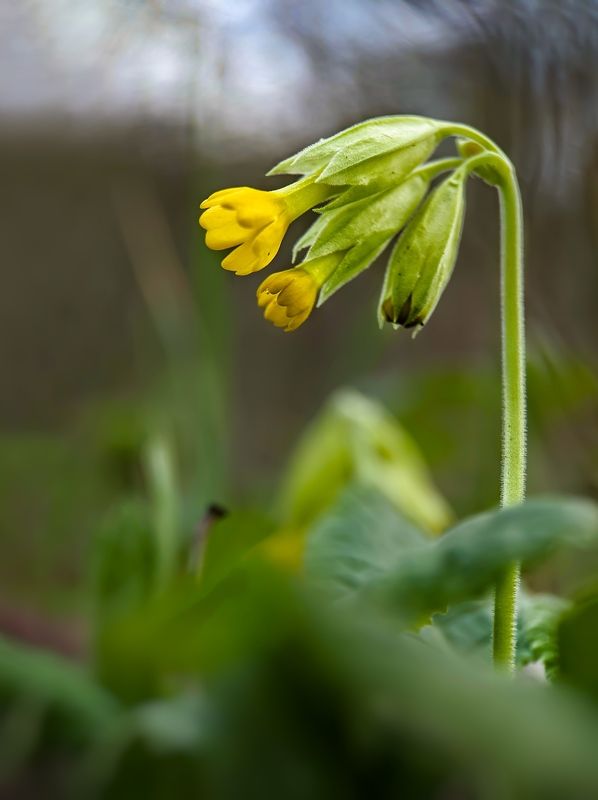 #xiaomi, , #mobilephotography, #macro, #flower Primrosephoto preview