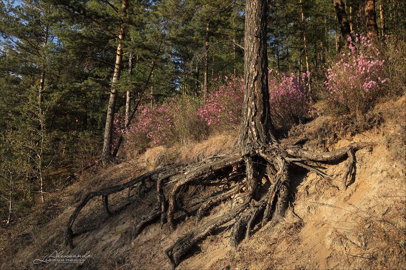 забайкальский край, багульник В Забайкалье веснаphoto preview