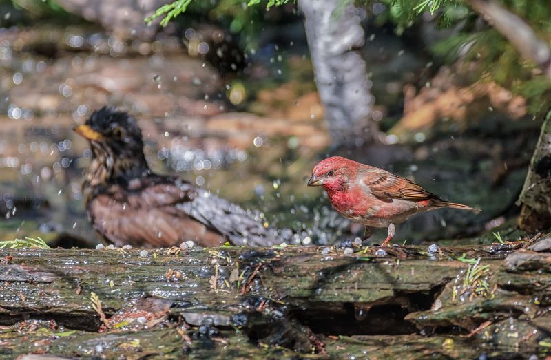 птица, чечевица, самец, самка, купание, Купание красного воробья (чечевица)photo preview