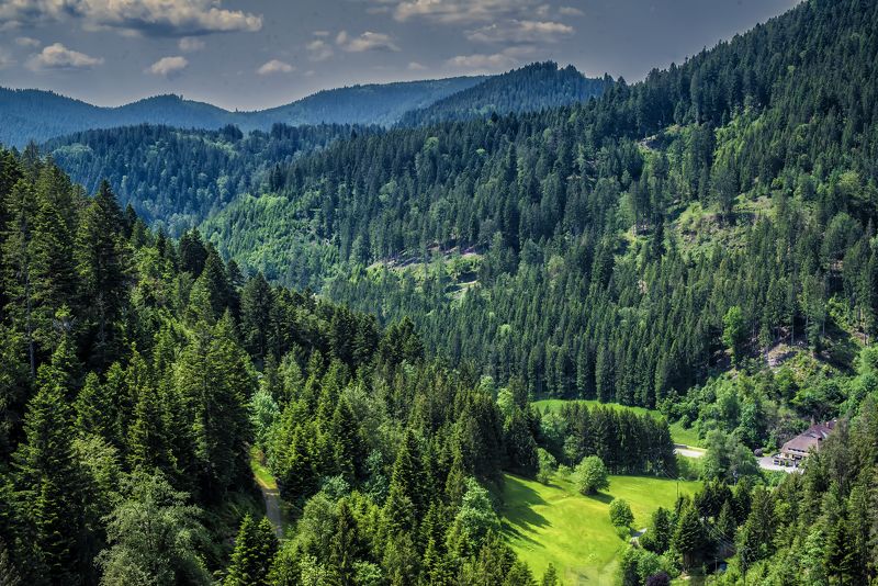 Шварцвальд(черный лес)photo preview