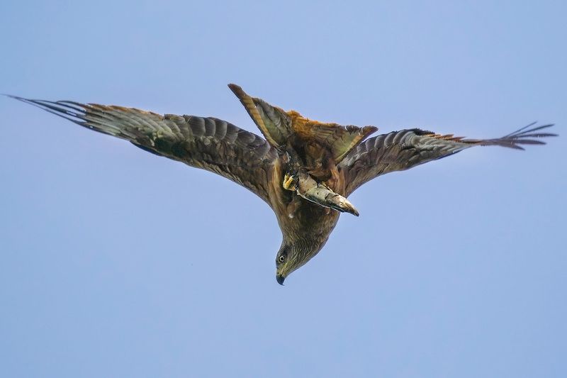 Хороший уловphoto preview