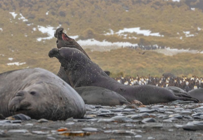 See Elephants; Antarcica. see elephants, fightphoto preview