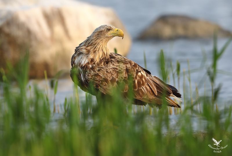 орлан, белохвост. На заре.photo preview