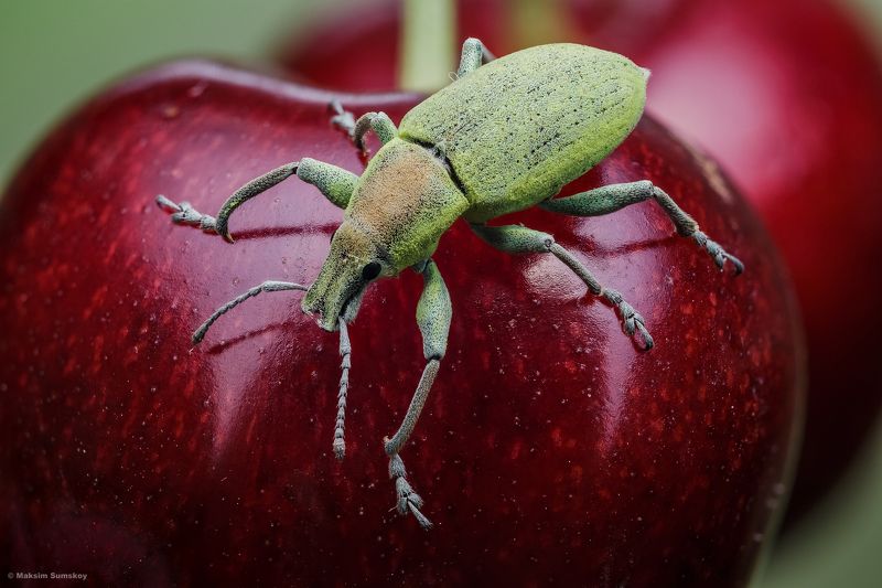 Любитель черешниphoto preview