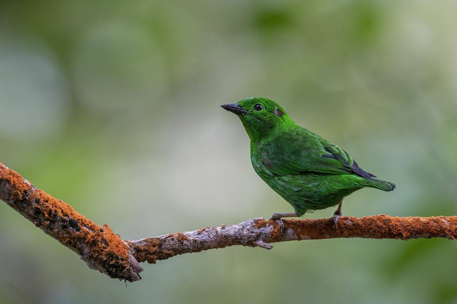 , Burgalin Sequeira Fernando