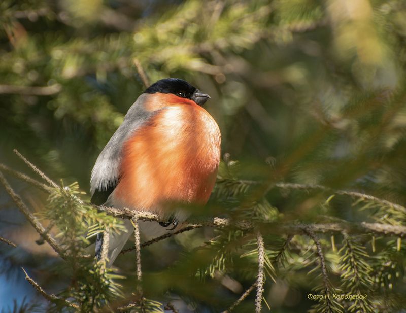 Птицы снегирь photo preview