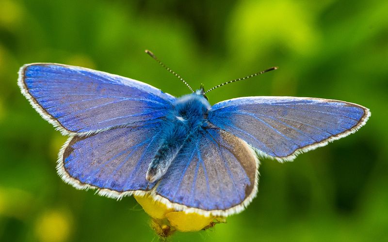 Голубянка Икар. фото превью