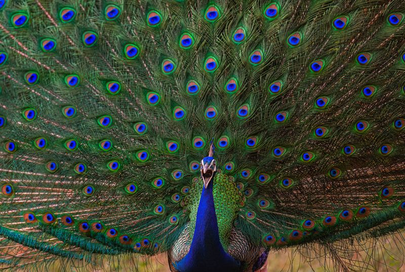 peacock,bird,birds,nikon,wild,water,shadows,lake,pond,flowers,swan,colors,nikon,beauty,nature,animals,eyes,egret,songbird,jungle,white,wings,fly Peacockphoto preview