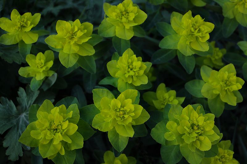 Euphorbia epithymoides фото превью