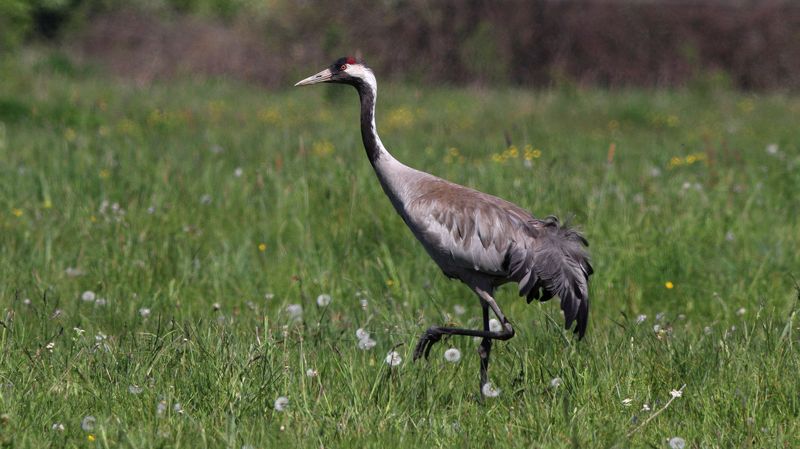 серый журавль, grus grus, common crane Одуванчики уже отцвелиphoto preview