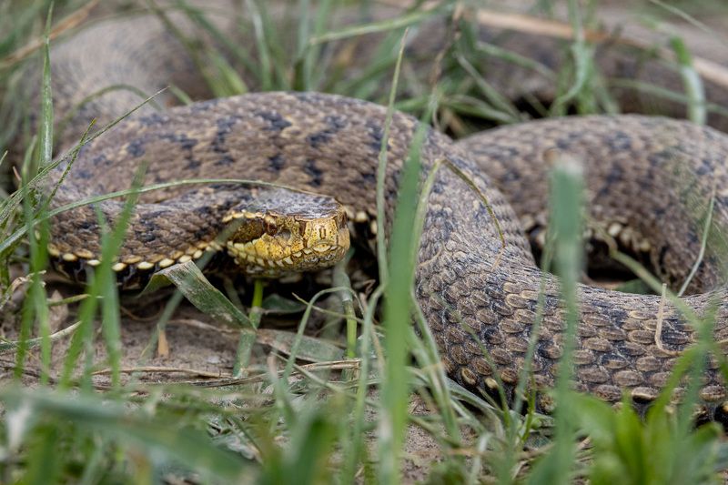 Уссурийский щитомордникphoto preview