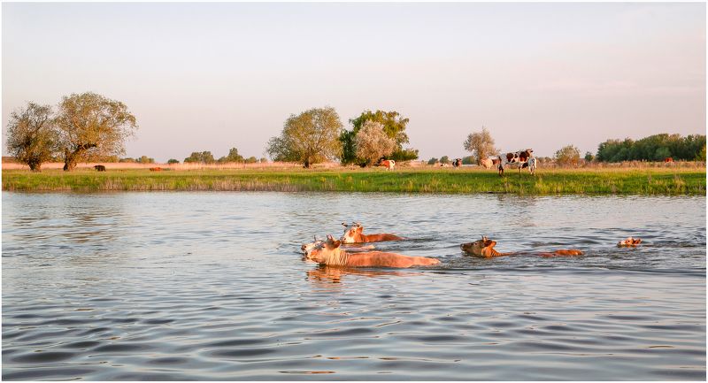 у села  камышово На пастбищеphoto preview