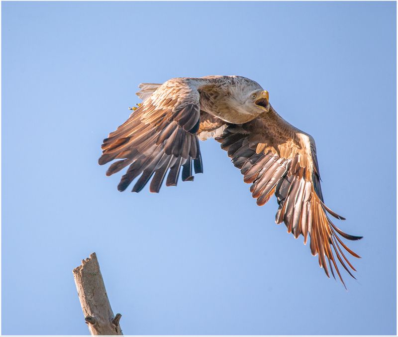 у села  камышово ОРЛАН-БЕЛОХВОСТphoto preview