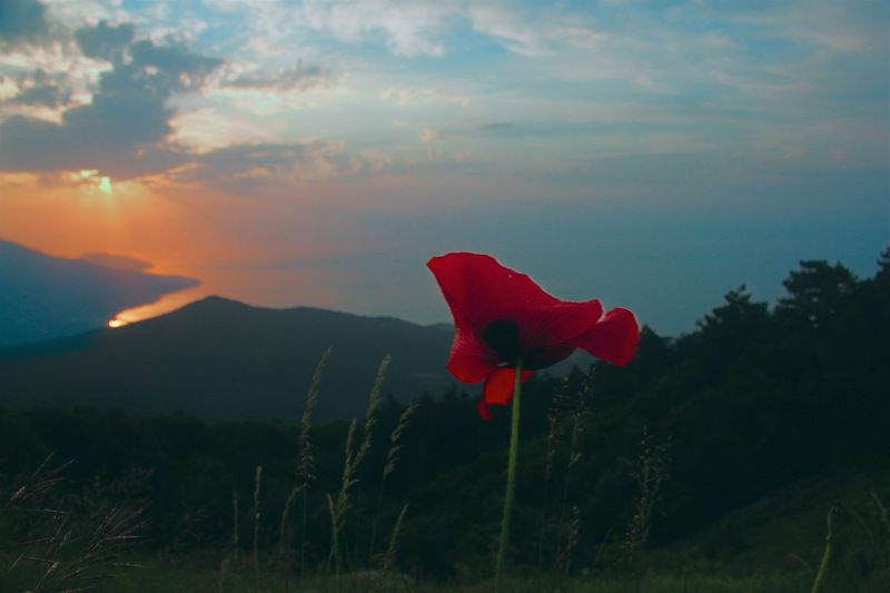 Ай-Петри, восход, маки, лето, Крым  Восход на Ай-Петриphoto preview