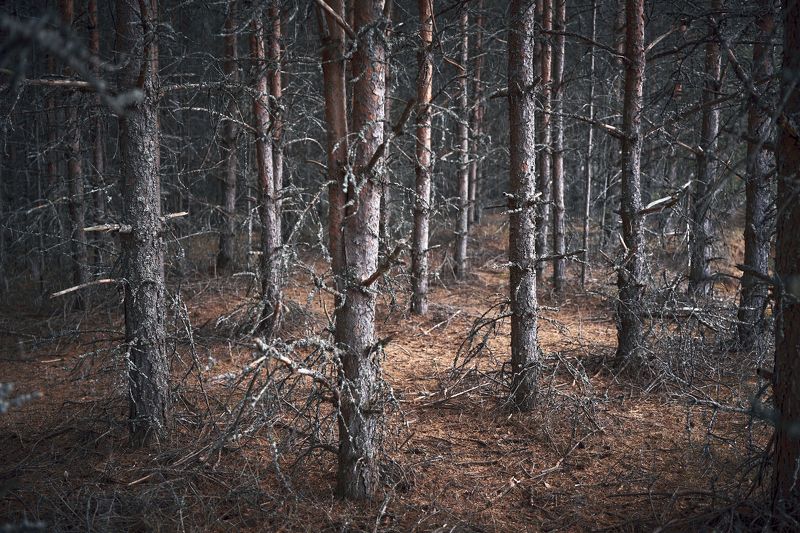 В гостях у лесаphoto preview