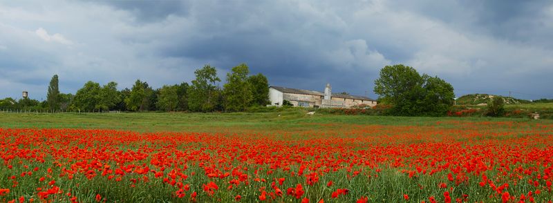 sigma sd quattro Маковое поле.Бахчисарай. фото превью