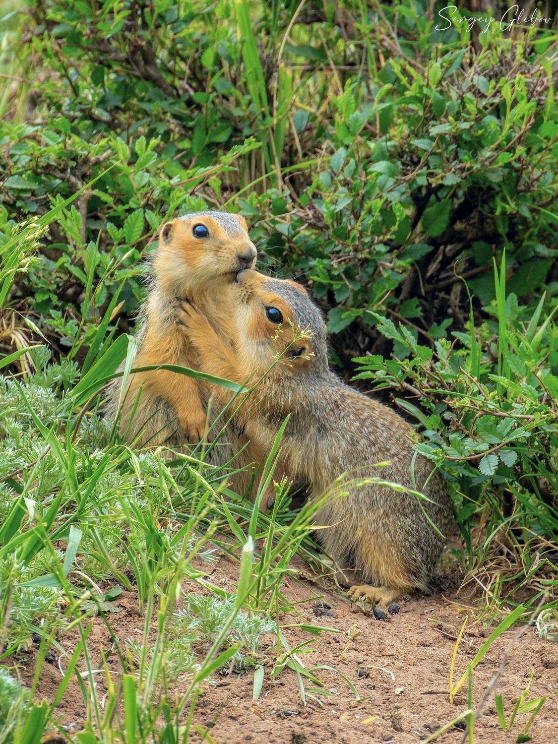 суслик, животные, грызуны, Сергей Глебов