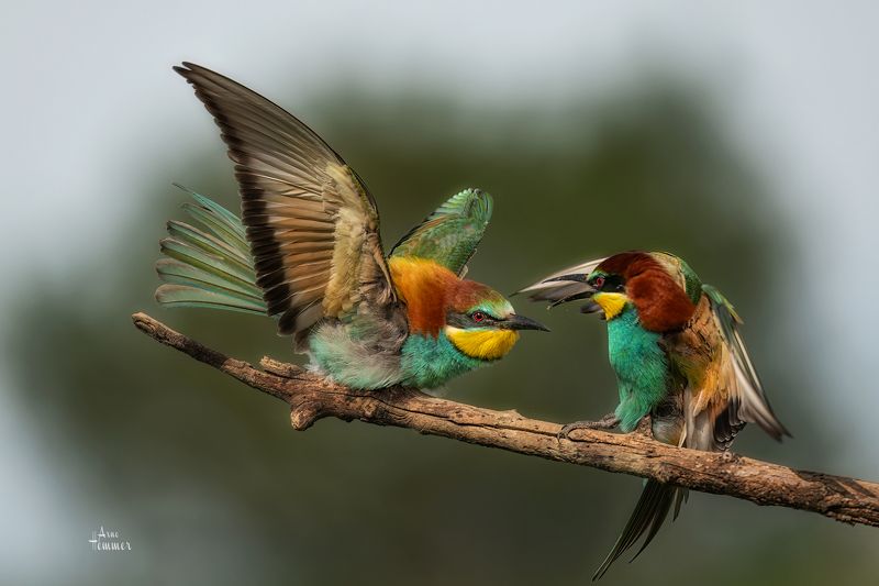 bee eaterphoto preview