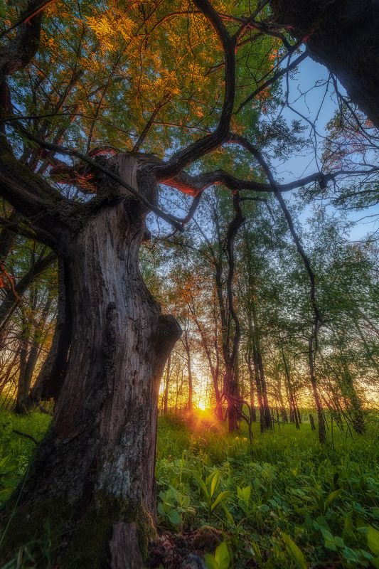 Там чудеса, там леший бродит.. фото превью