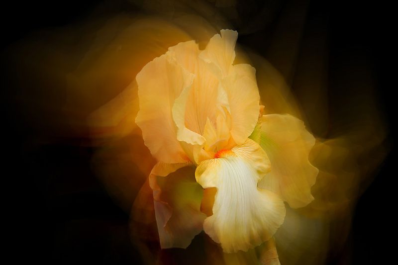 - yellow iris,  beautiful, garden, flower, black background, nature, flora, flowers - yellow iris - a beautiful garden flower on black background фото превью