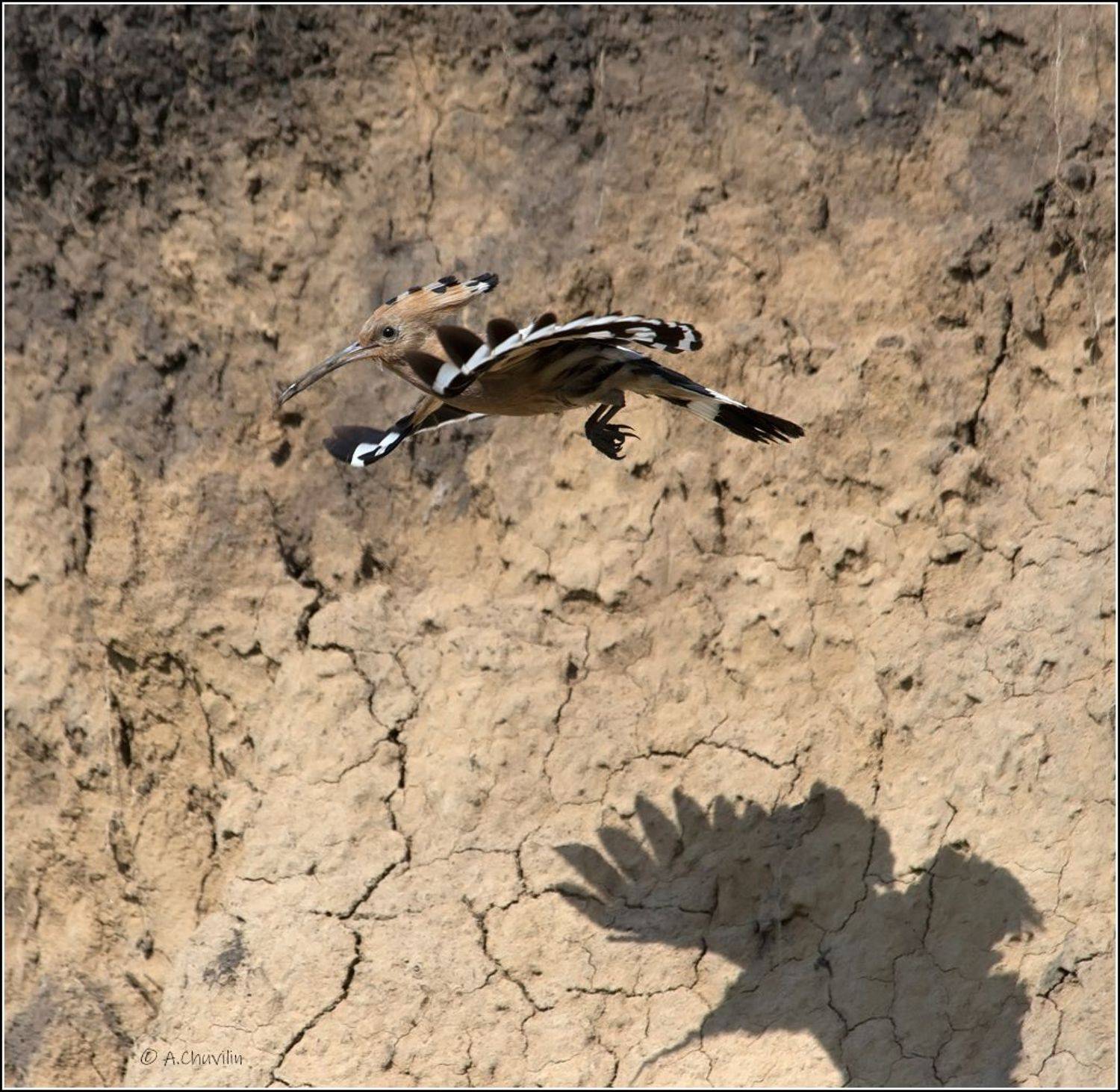 Удод и тень. Автор: Александр Чувилин птица,удод,тень,полёт, Александр Чувилин